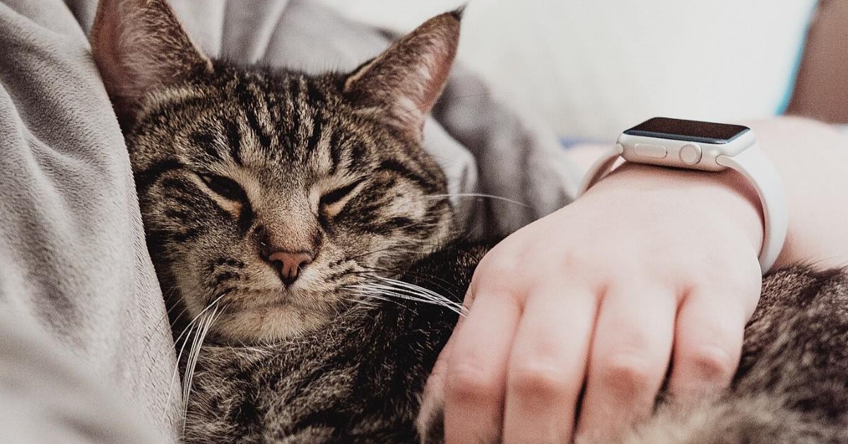 a cat in bed